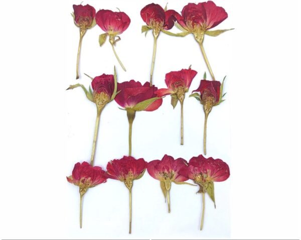 12 IN 1 RED ROSE PRESSED FLOWER SHEET