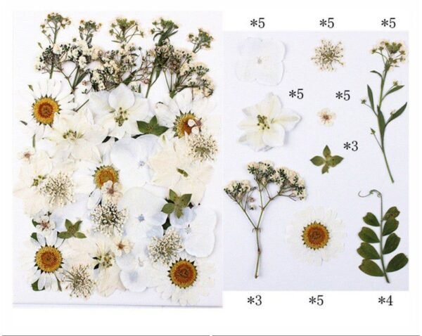 40 IN 1 PRESSED FLOWER SHEET