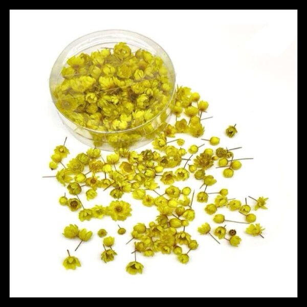 YELLOW HIMALAYAN DAISY MINI BOX