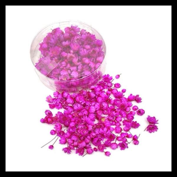 PINK HIMALAYAN DAISY BOX