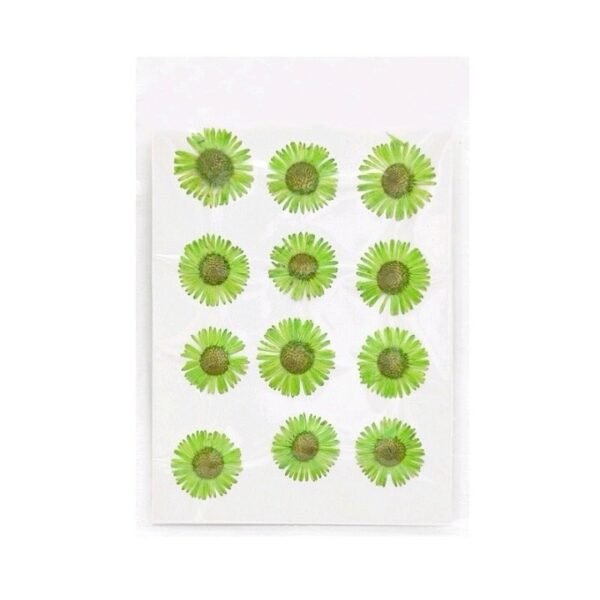 12 IN 1 LIGHT GREEN PRESSED FLOWER SHEET