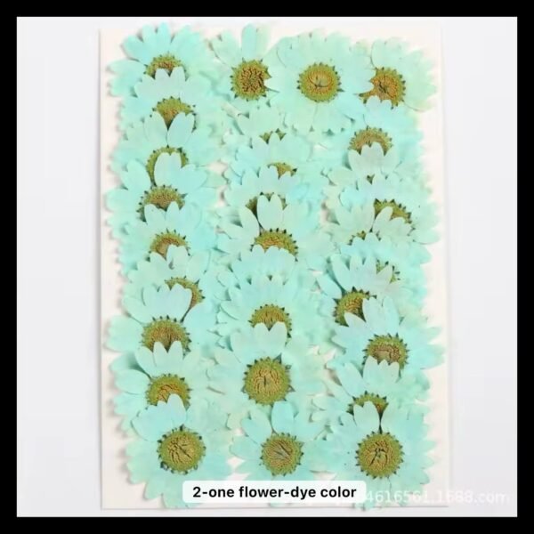 12 IN 1 AQUA GREEN DAISY FLOWER SHEET