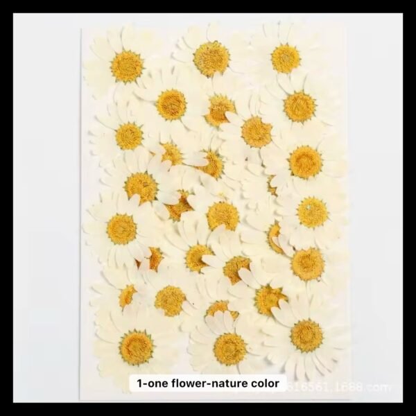 12 IN 1 WHITE DAISY FLOWER SHEET