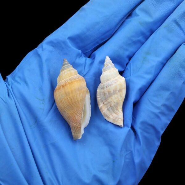 SH015 NATURAL SHELLS